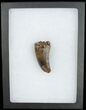 Tyrannosaurus (T-Rex) Tooth - Pathological #11919-3